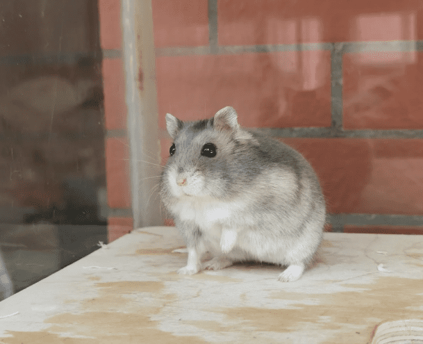 三線 鼠
