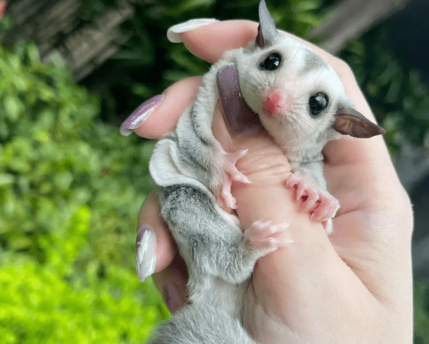寵物 鼠