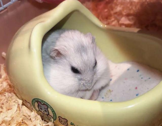 銀狐 鼠