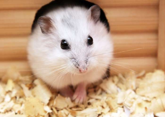 倉鼠 飼料