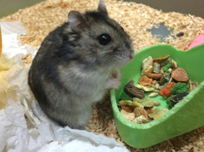 三線鼠壽命 三線鼠壽命
