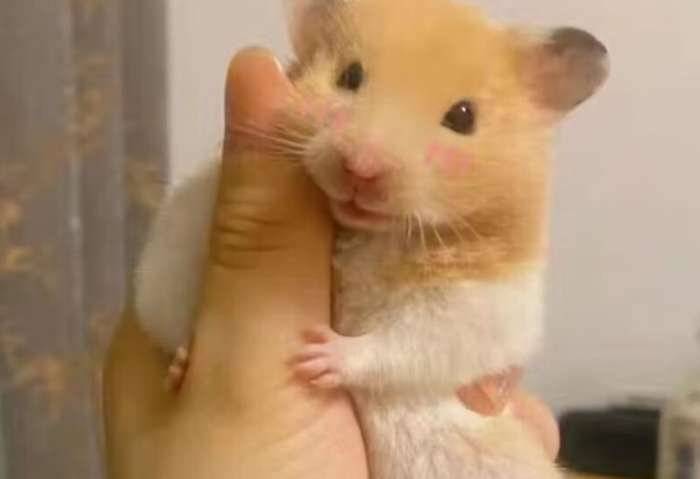 熊 鼠 熊 鼠
