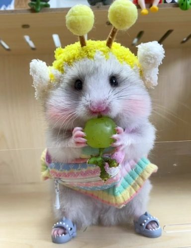 倉鼠 可以 吃 葡萄 嗎 倉鼠 可以 吃 葡萄 嗎