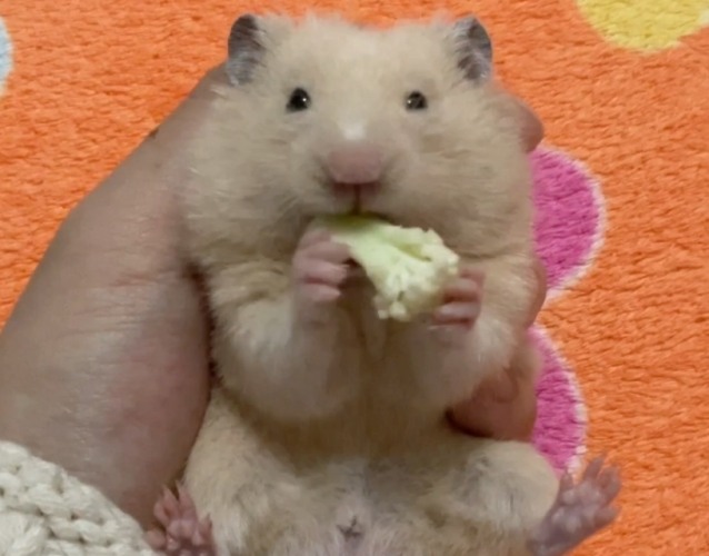 倉鼠吃什麼水果 倉鼠吃什麼水果
