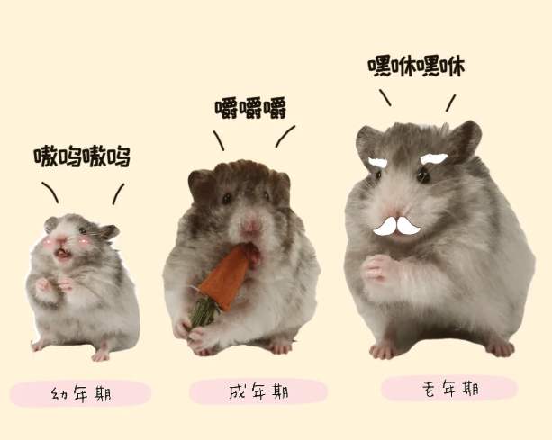 倉鼠 死 掉 前兆 倉鼠 死 掉 前兆