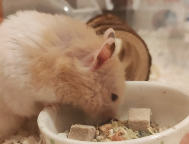 倉鼠吃什麼 倉鼠吃什麼