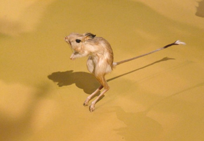 跳鼠