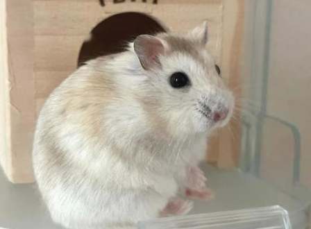 倉鼠種類飼養 倉鼠種類飼養