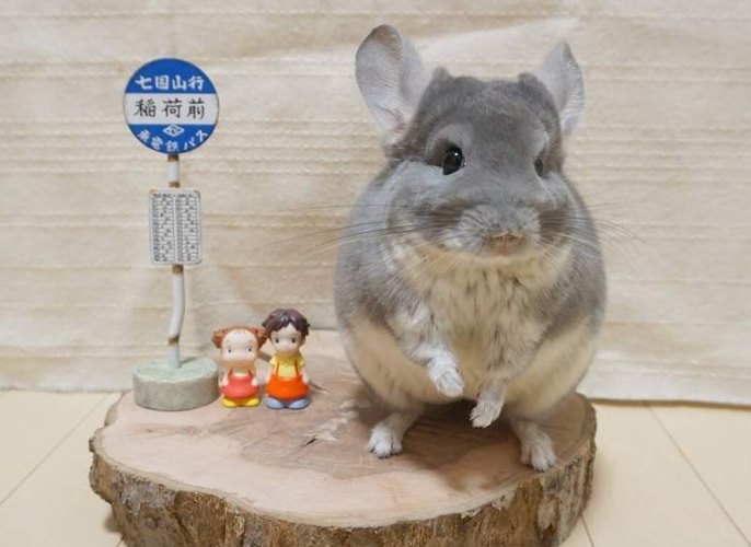 龍貓鼠飼養