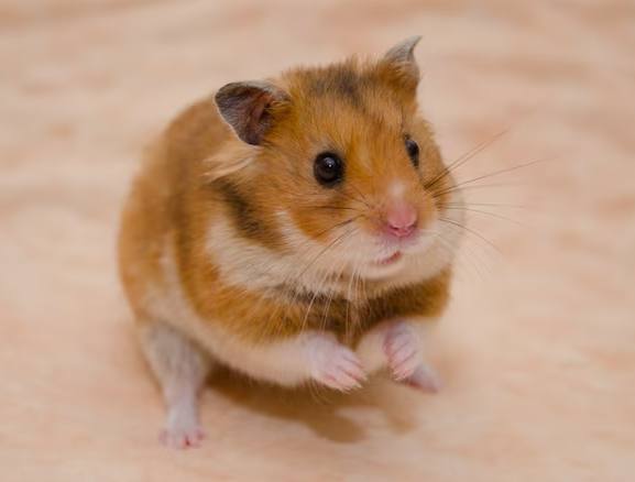 倉鼠品種飼養 倉鼠品種飼養