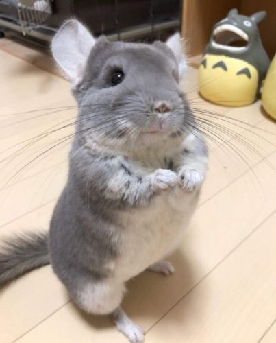 龍貓鼠價格