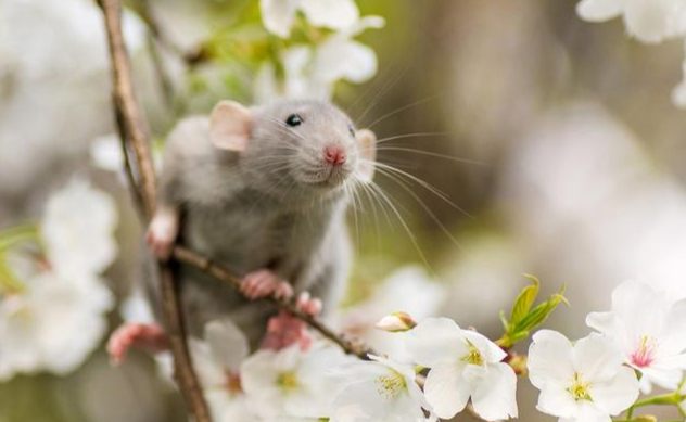 花枝鼠