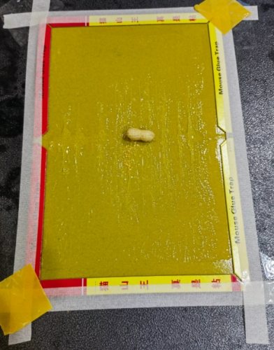 黏鼠板放置位置