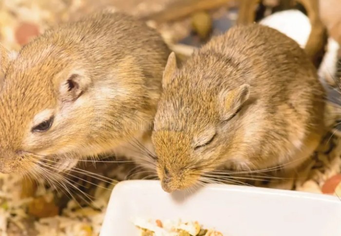 沙鼠飼養準備