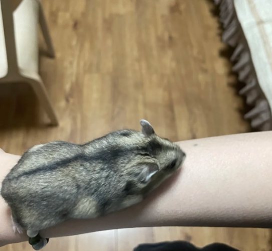 三線鼠