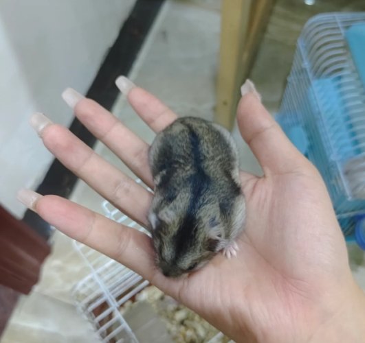 三線鼠注意事项