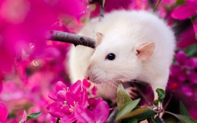 花枝鼠飼養