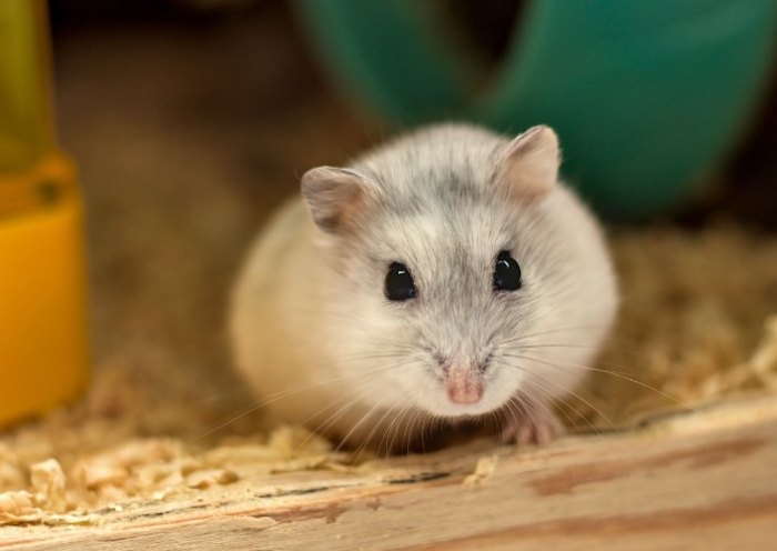 沙鼠飼養