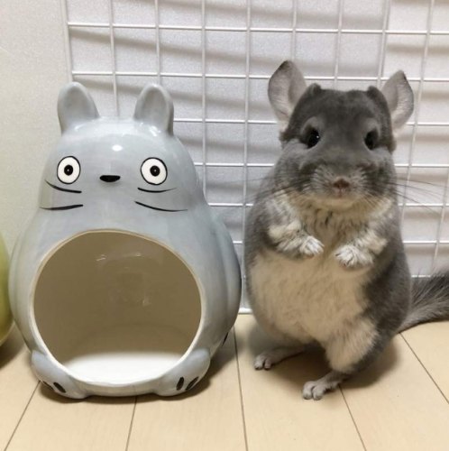 龍貓鼠飼養