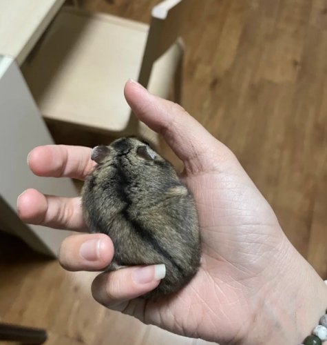 三線鼠生活习性