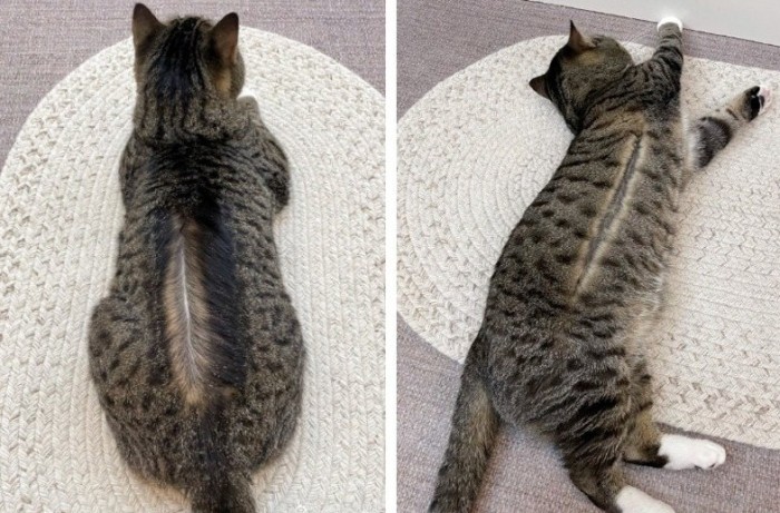 狸花貓