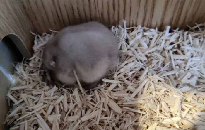 倉鼠種類飼養