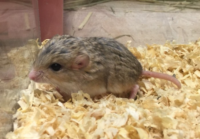 通心粉鼠飼養