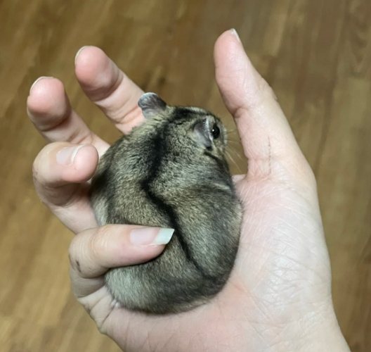 三線鼠性格特点
