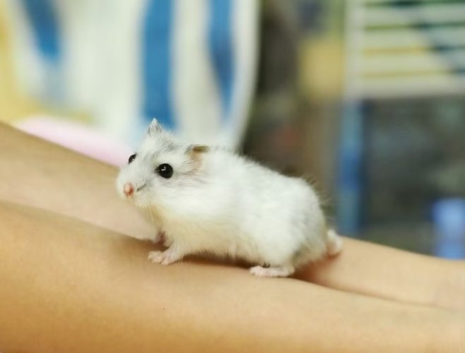 沙鼠飼養優缺點