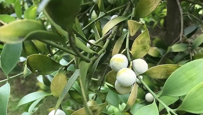 防蚊樹