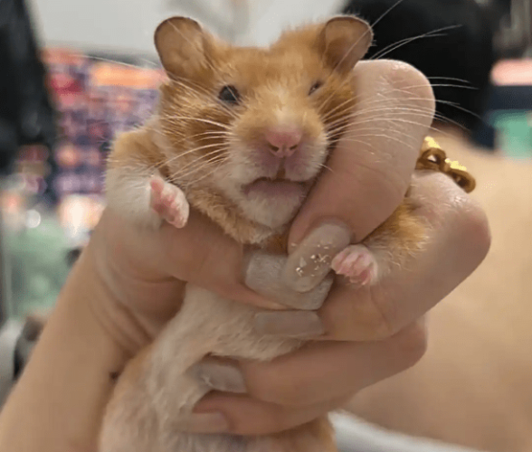 黃金鼠 黃金鼠