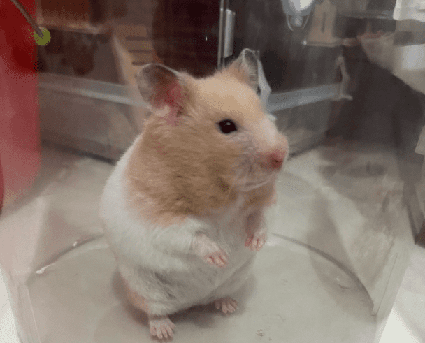 黃金鼠飼養方法 黃金鼠飼養方法