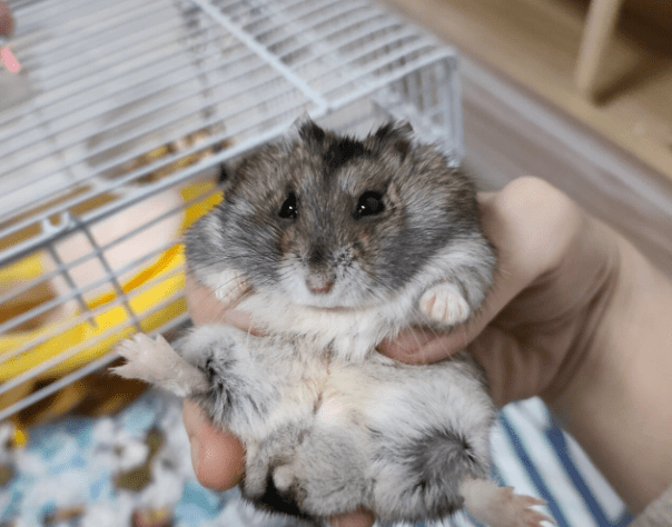 三線鼠壽命多長 三線鼠壽命多長