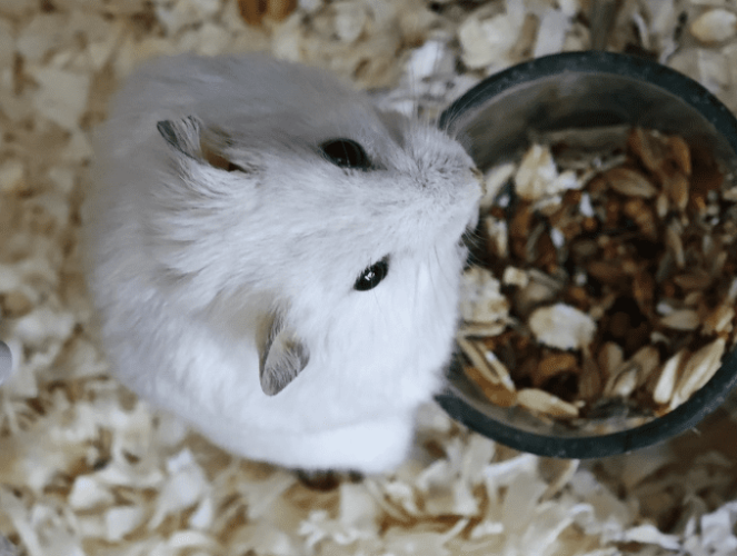 銀狐鼠飼養方法 銀狐鼠飼養方法