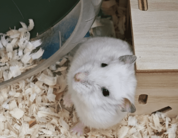 銀狐鼠 銀狐鼠