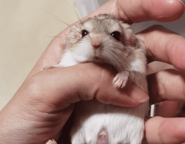 沙鼠飼養方法 沙鼠飼養方法