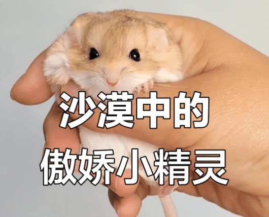 沙鼠 沙鼠