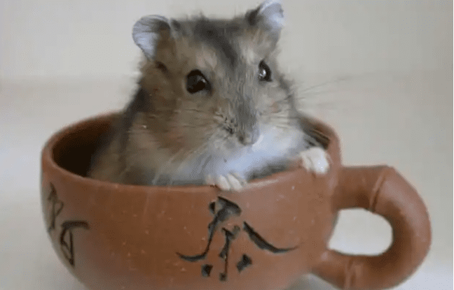 三線鼠