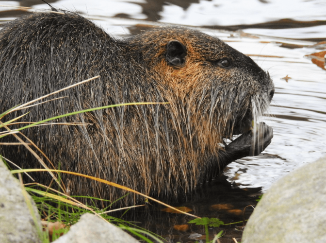 海狸鼠是保護動物嗎 海狸鼠是保護動物嗎