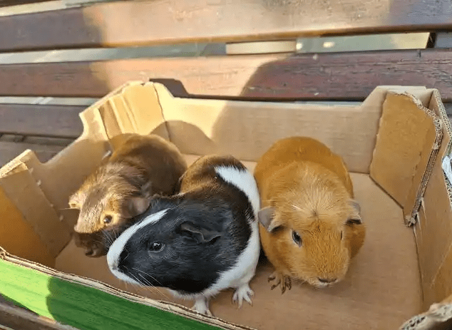 寵物鼠 寵物鼠