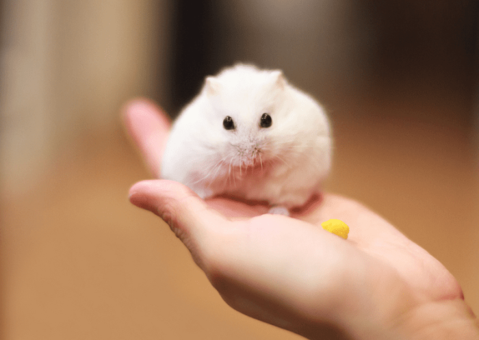 銀狐倉鼠飼養 銀狐倉鼠飼養