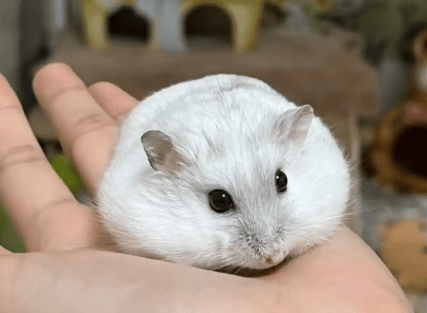 銀狐倉鼠