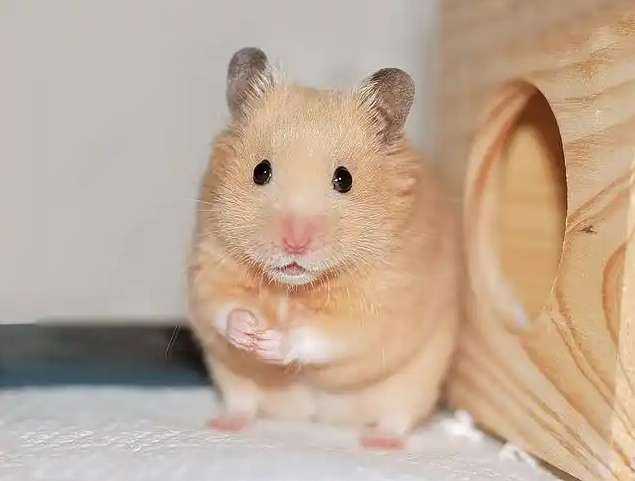 倉鼠飼料 倉鼠飼料
