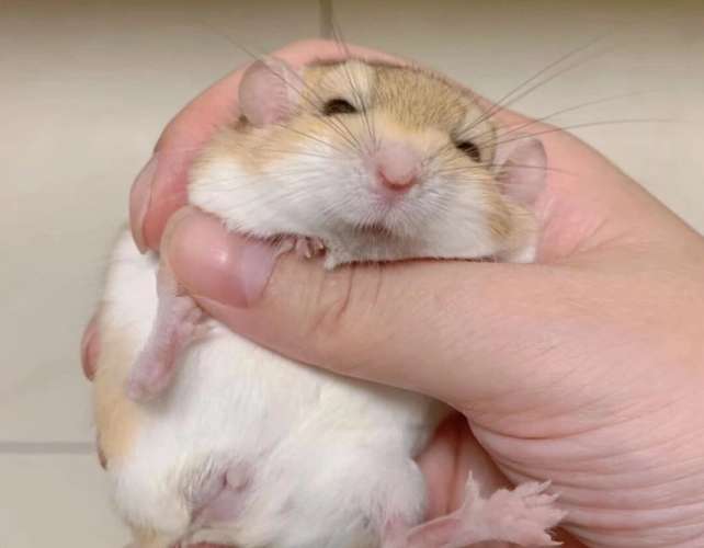 通心粉鼠飼養 通心粉鼠飼養