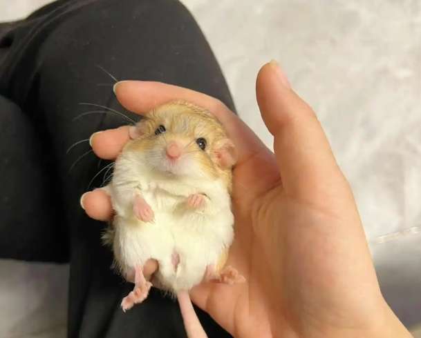通心粉鼠價格 通心粉鼠價格