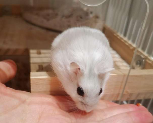 倉鼠飼料多久換一次 倉鼠飼料多久換一次