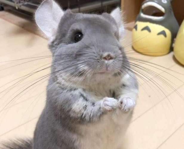 龍貓鼠是什麼老鼠