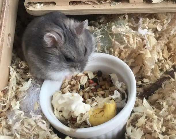 什麼倉鼠最親人 什麼倉鼠最親人