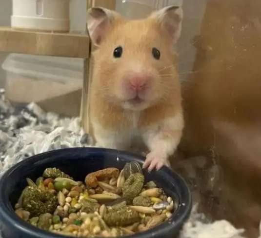 倉鼠價格 倉鼠價格