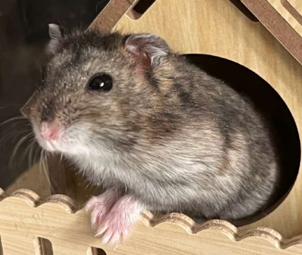 野生倉鼠 野生倉鼠